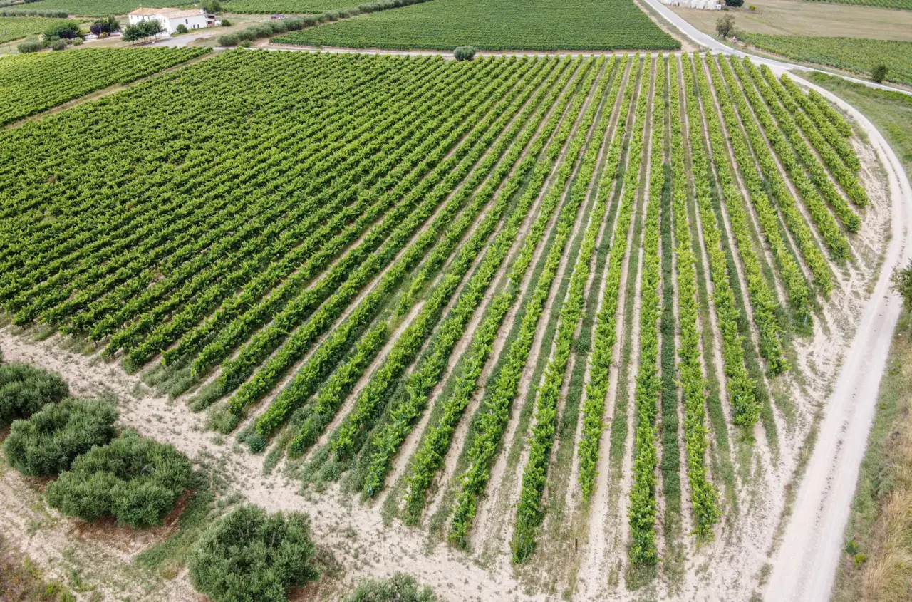Vista aèria de vinyes a Vilafranca del Penedès